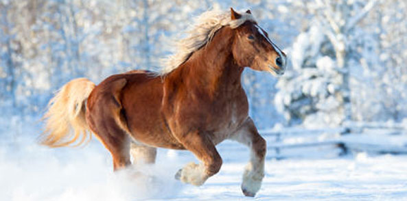 Dampfigkeit beim Pferd ist nicht gleichzusetzen mit COPD beim Pferd