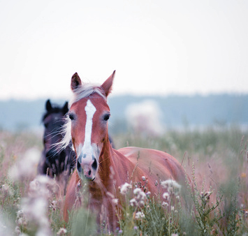 Anweiden der Pferde im Frühjahr: Hufrehe, Koliken und Durchfall vorbeugen
