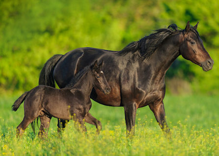 Mangel an der Aminosäure Methionin beim Pferd macht sich durch schlechtes Haut- und Haarkleid sowie spröde Hufe bemerkbar.