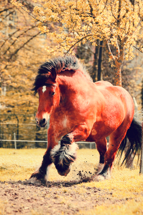 Hufrolle beim Pferd; unsere Tipps über Behandlung, Fütterung und Vorbeugung.