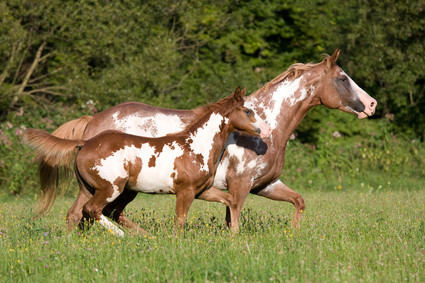 Viele Pferde leiden an sog. Wohlstandskrankheiten. Regelmäßige Bewegung hilft!
