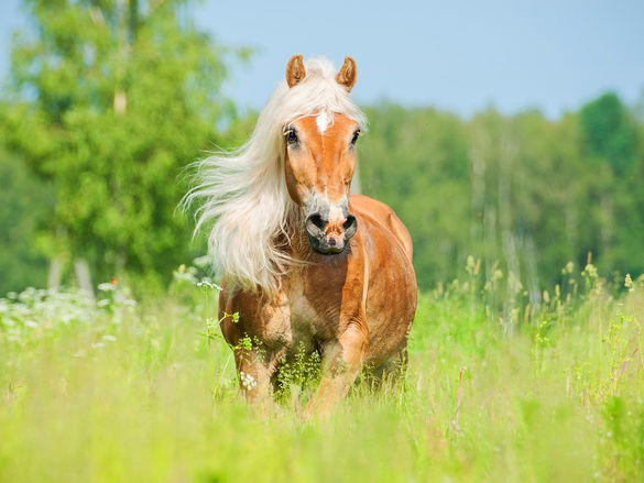 Bierhefe fürs Pferd ist gesund für Haut, Fell und die Verdauung. 