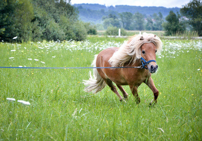 Das A und O bei einem Pferd mit EMS oder Cushing ist eine gezielte Bewegung bzw. regelmäßiges Training.