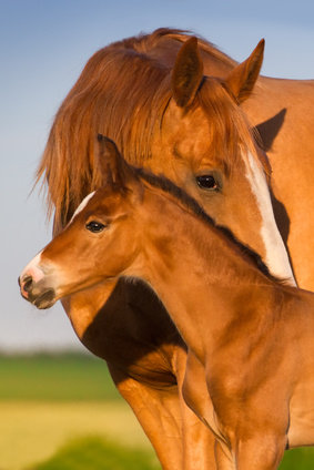 Die Entgiftung beim Pferd setzt eine genaue Anamnese voraus. Leber, Nieren und der Verdauungstrakt beim Pferd können mit Kräutern entgiftet werden.