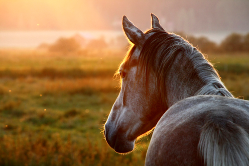 Leberschaden - oder erkrankungen beim Pferd haben unterschiedliche Ursachen