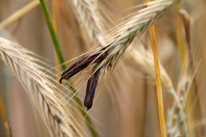 Mutterkorn im Getreide oder an den Blüten der Weidegräser sind hoch giftig.