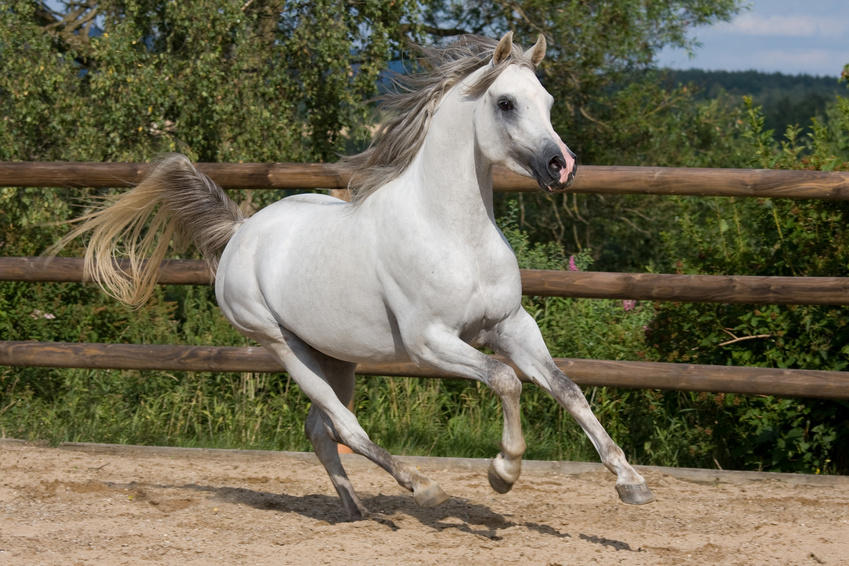 Nicht nur der Blutzuckerspiegel bei Pferden wird durch Bewegung (z.B. Equikinetic) gesenkt, sondern auch Glückshormone werden beim Pferd freigesetzt.
