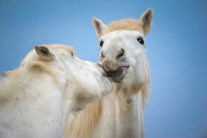 Viele Stoffwechselprobleme beim Pferd deuten auf einen gestörten Entgiftungs-Stoffwechsel hin.