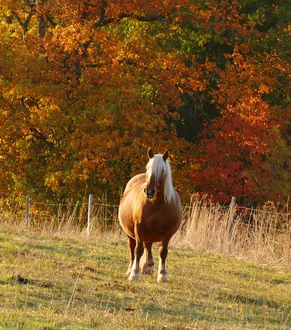 Im Herbst müssen insbesondere dicke Pferde frühzeitig von der Weide.