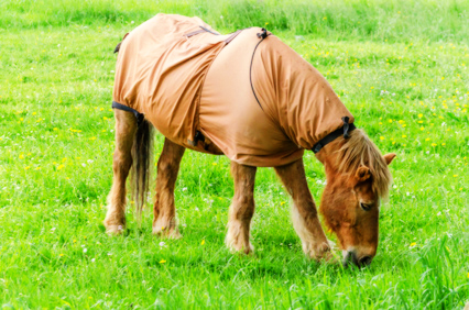 Sommerekzem beim Pferd - Alles über Diagnose, Behandlung und Vorbeugung!