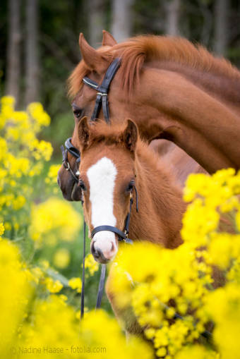 Vitamin A Bedarf des Pferdes. Wie entsteht ein Mangel an Vitamin A beim Pferd. Was tun bei Überversorgung.