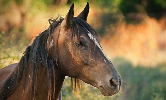 was bedeutet der Wert Bilirubin im Blutbild des Pferdes