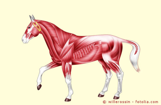CK im Blutbild beim Pferd sagt einiges über den Muskelstoffwechsel aus. 