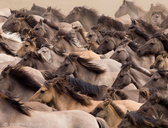 Mineralfutter für Pferde selber herstellen - wie sinnvoll ist es sich an den Wildpferden zur orientieren?