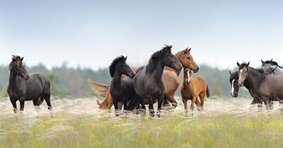 Wie lange fressen Pferde wirklich - was ist gesund?