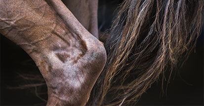 Kräuter und gelenkaktive Nährstoffe (Glukosamin und Chrondroitin) bei Pferden mit Arthrose