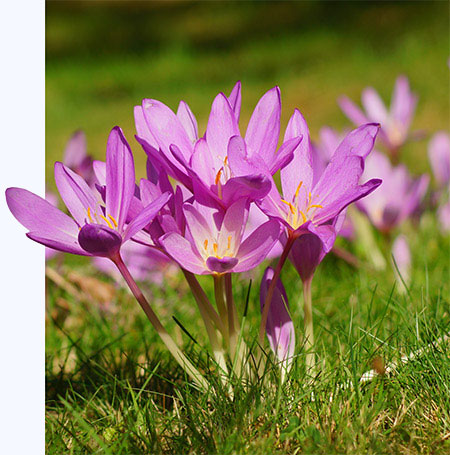 wie giftig ist die Herbstzeitlose