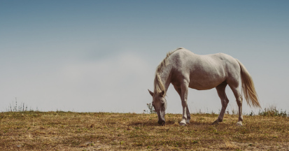 Dürre, abgefressene Weiden bergen einige Gefahren für unsere Pferde!