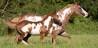 Kranke Pferde – Die Heilkraft der Bewegung als Therapie