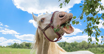 Die Birke – nicht nur die Blätter haben eine heilsame Wirkung auf das Pferd!