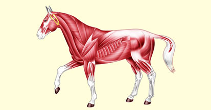 Creatin Kinase – CK im Blutbild der Pferde
