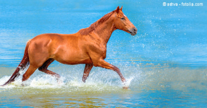Elektrolyte fürs Pferd – wenn Pferde schwitzen