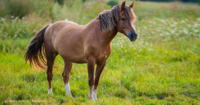 Das Equine Metabolische Syndrom (EMS) beim Pferd