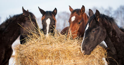 Fressverhalten der Pferde - Heunetze vs. lose Heufütterung - Studie