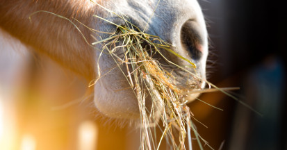 Heu für Pferde – so wird hochwertiges Futter daraus!