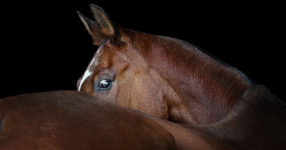 Rückenprobleme beim Pferd – das Kissing Spines Syndrom