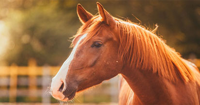 Fütterung bei KPU - Natural Horse Care entwickelt neues Ergänzungsfuttermittel