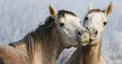 Nieren & Leber - Entgiftung beim Pferd | Produktempfehlungen