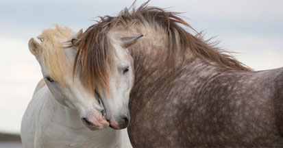 MagenRegulat – unsere Unterstützung für einen säuregeplagten Pferdemagen