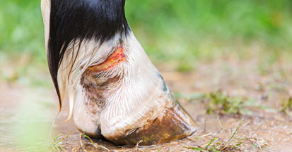 Mauke beim Pferd – Ursache, Behandlung und Vorbeugung