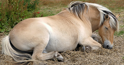 Narkolepsie oder REM Schlafmangel beim Pferd 
