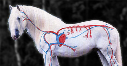Herz- und Kreislaufprobleme beim Pferd
