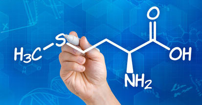 Methionin im Pferdefutter -  Wie wichtig ist diese Aminosäure?