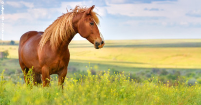 Selen beim Pferd – was tun bei Selenmangel?