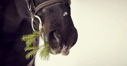 Der Weihnachtsbaum – kein Futter für die Pferde