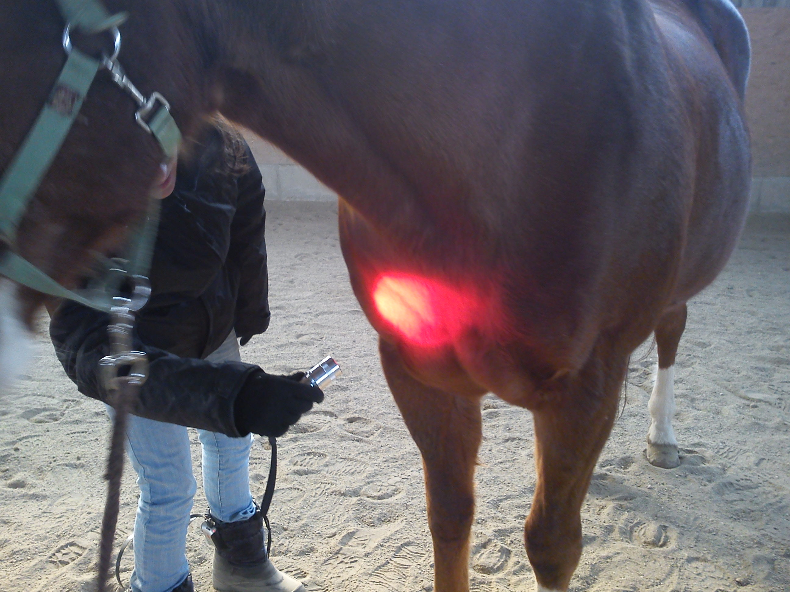 Farblichttherapie Pferd