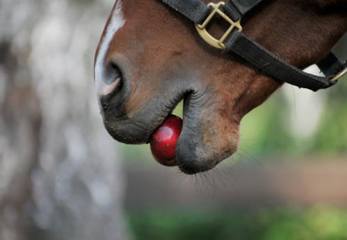 Darf man einem Pferd mit Hufrehe einen Apfel füttern?