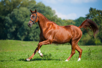 Welche Globuli können bei Pferden mit Arthrose verabreicht werden. Tipps vom Heilpraktiker
