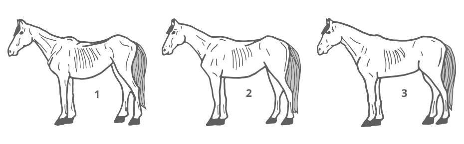 Body Condition Score Pferd - 1 bis 3