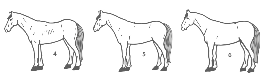 Body Condition Score Pferd - 4 bis 6