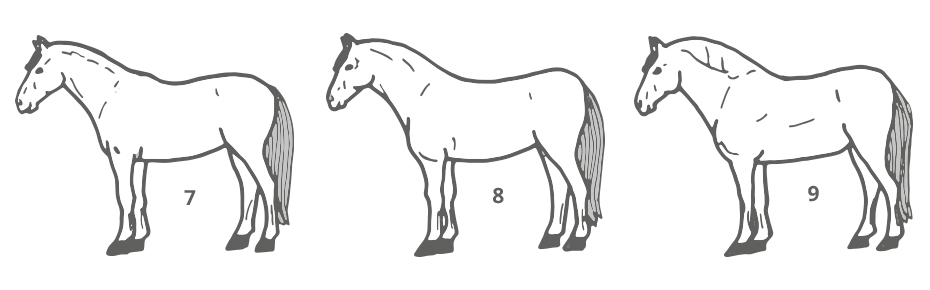 Body Condition Score Pferd - 7 bis 9