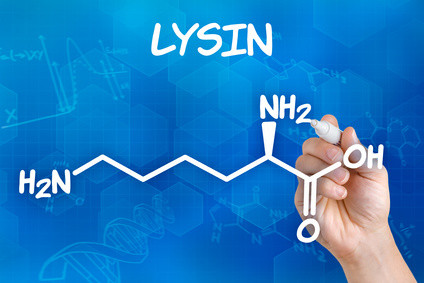 Lysin gehört zu den limitierenden Aminosäuren beim Pferd. Ohne Lysin ist der gesamte Eiweißstoffwechsel gestört.