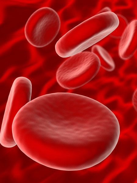 rote Blutkörperchen beim Pferd - Erythrozyten - Was, wenn Werte erhöht oder zu niedrig sind?