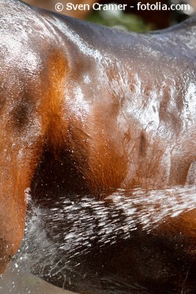 Elektrolytmangel beim Pferd kann lebensbedrohlich werden.