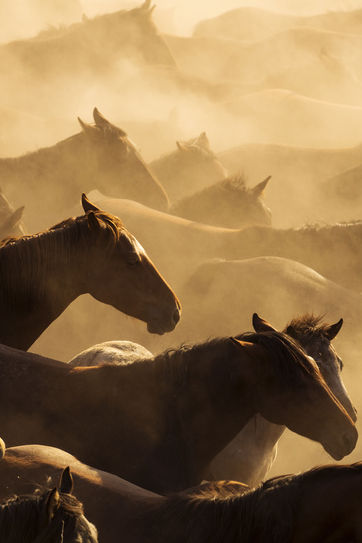 Kotwasser beim Pferd betrifft mittlerweile alle Pferderassen. Alles über Auslöser und Fütterung.