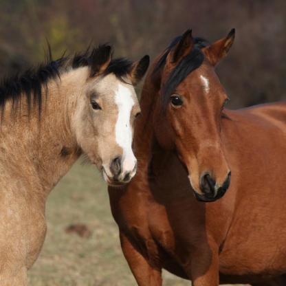 Viele Pferde leiden an Mangegeschwüren. Fehler im Futtermanagement vermeiden!